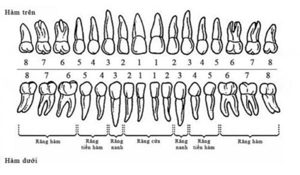 Tìm hiểu cách đọc và vị trí của răng